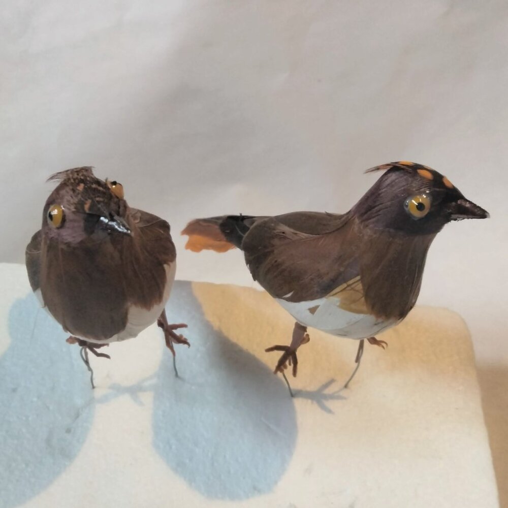 Decorative Tufted Birds Brown Orange Feathers Realistic Craft Display Lot 4 - Picture 2 of 14